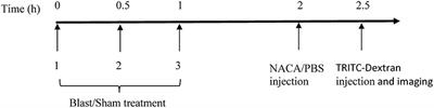 N-acetylcysteine Amide Ameliorates Blast-Induced Changes in Blood-Brain Barrier Integrity in Rats